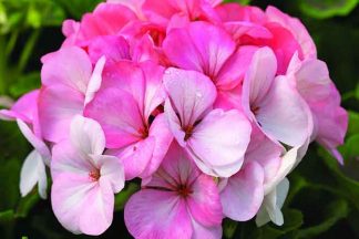 Geranium Hydrolat