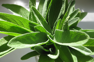 Sage Hydrolat
