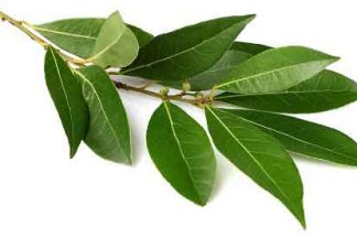 Laurel leaves Hydrolat