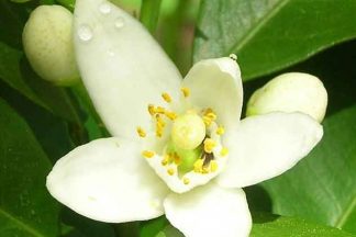 Neroli Essential Oil