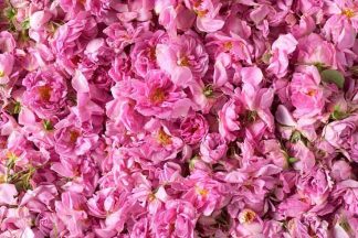 Rose Damascena Hydrolat